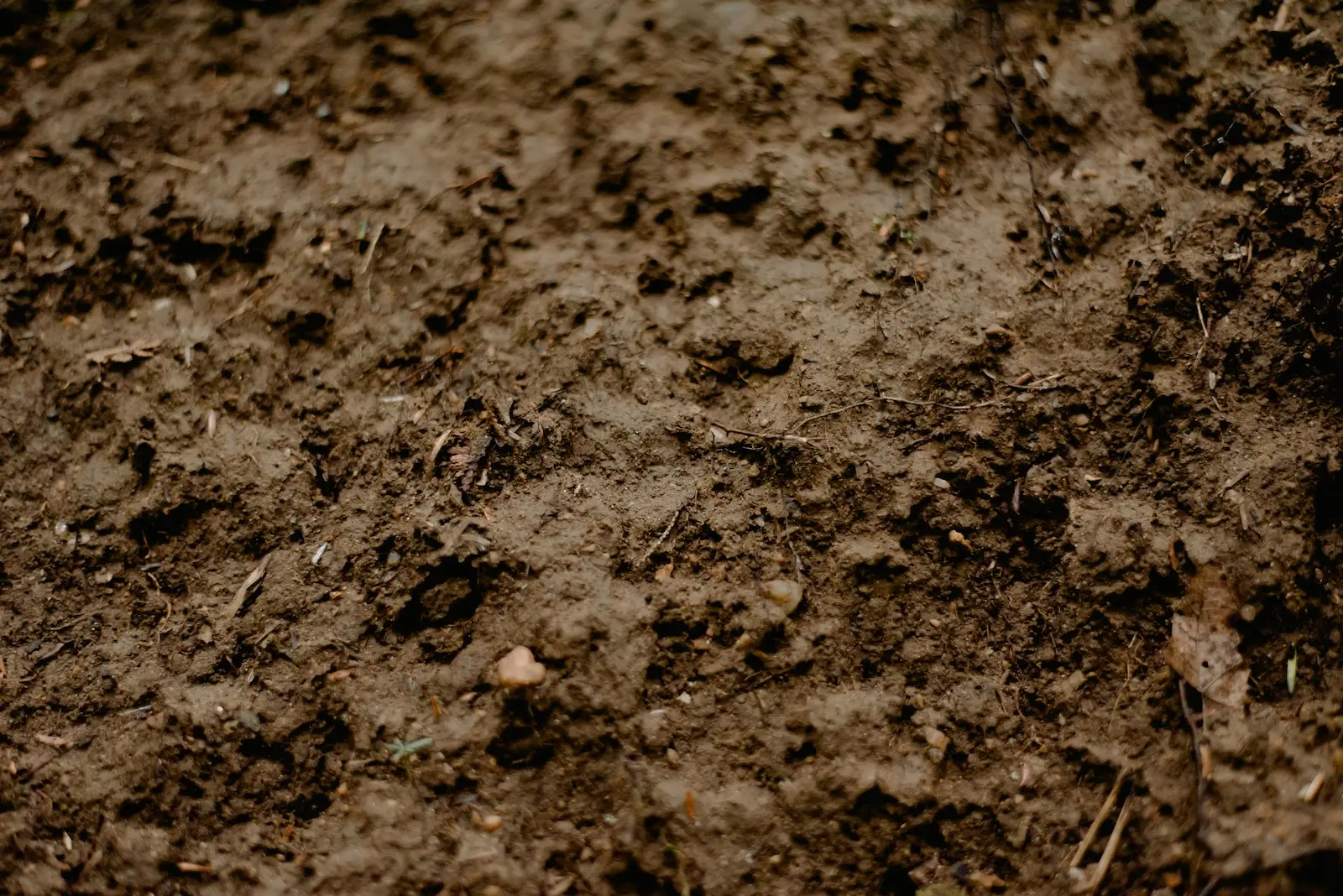 clay soil