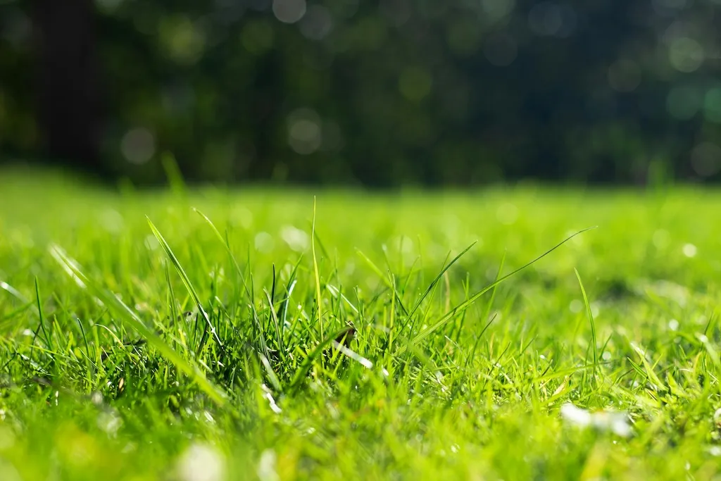Picking the right grass seed